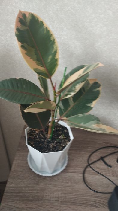 Комнатное растение драцена, район Евразии