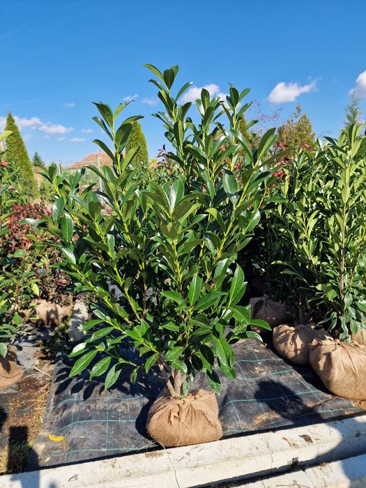 Laur Englezesc Prunus Laurocerasus 120 cm Photinia