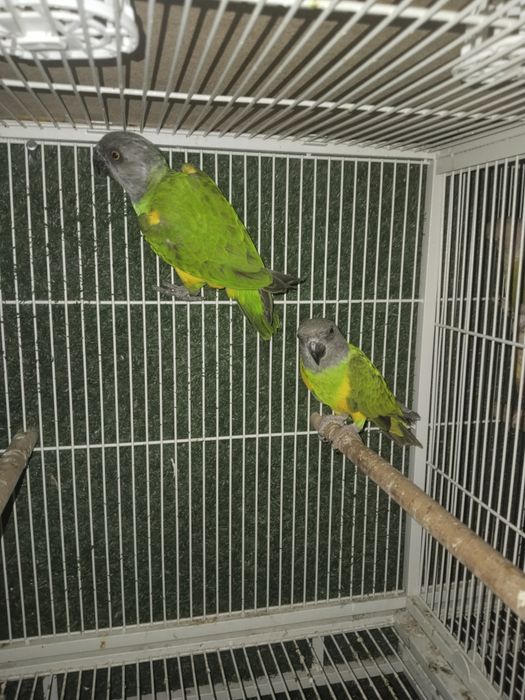 Разные птички на продажу