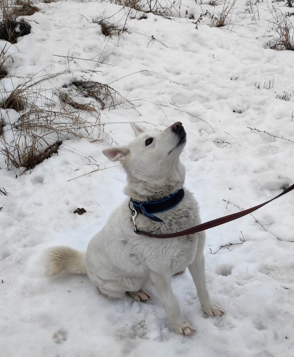 Отдам лайку в добрые руки