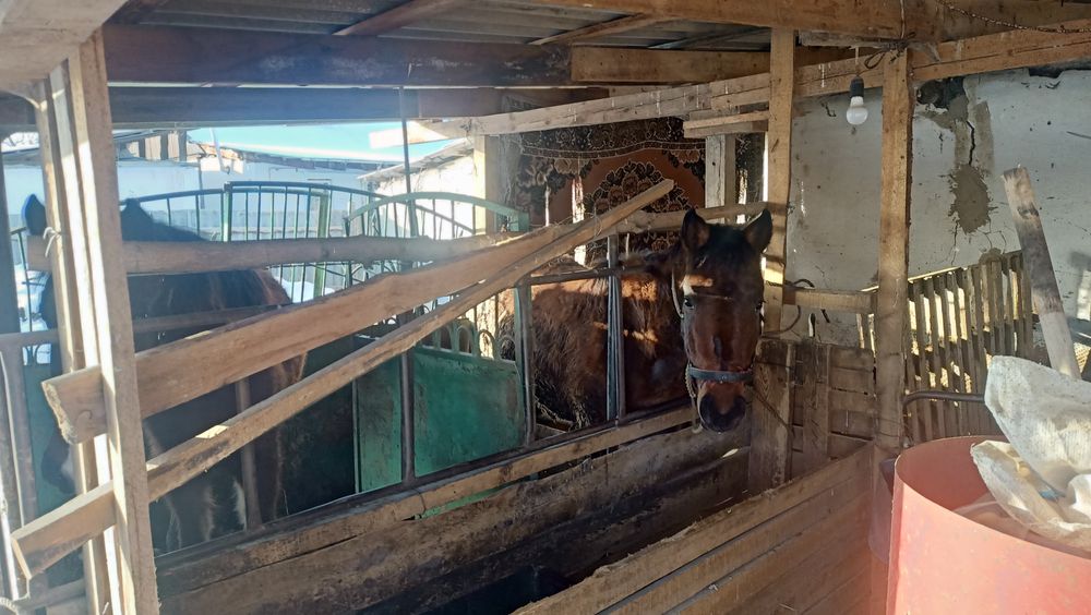 Жылқы, тоқты, бука