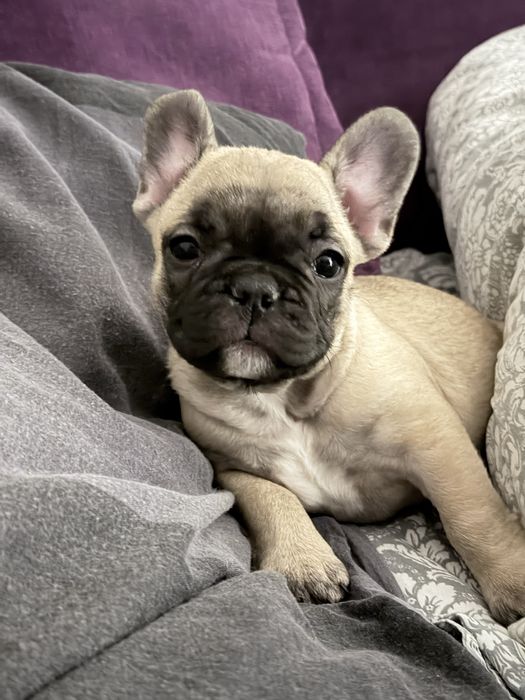 Французкий бульдог