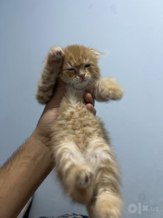 Скотиш фолд Хайланд фолд