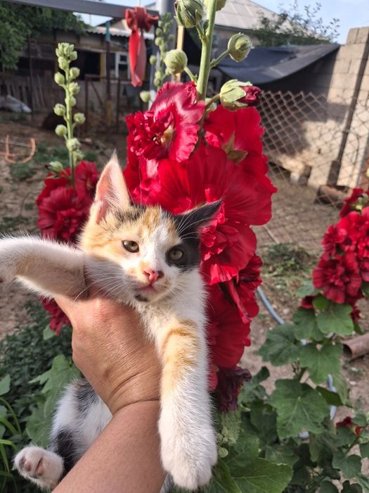 Котята Бесплатно