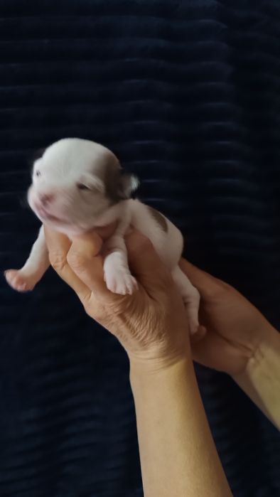 Крошки чихуахуа  щенки