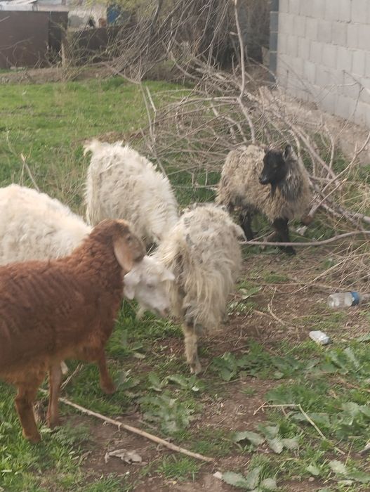 3серке сатылады узынағашта тур