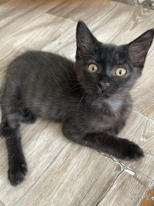 Животные . Котята .