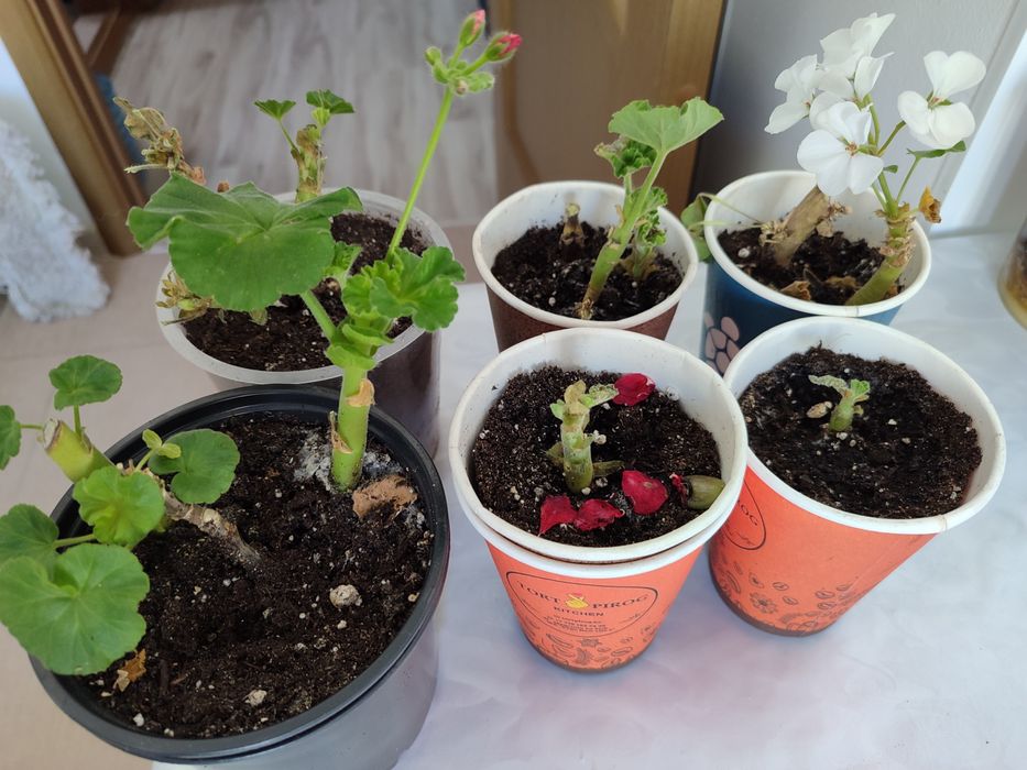 Комнатные цветы, колеусы и герани