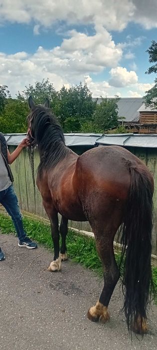 Vând mânză de 2 ani împliniți pe 17.07.2026, neinvatată la ham