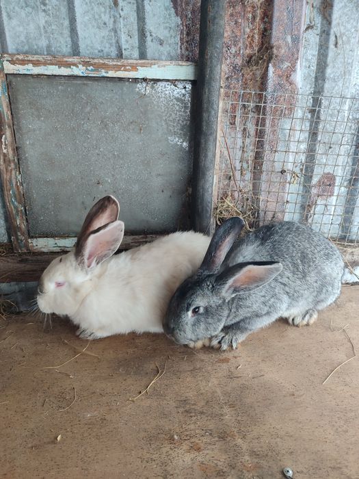 Продам Кроликов Молодых