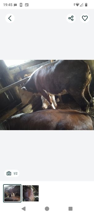 Продам МЯСО телку с откорма