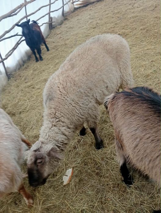 Vând berbec metis de suffolk