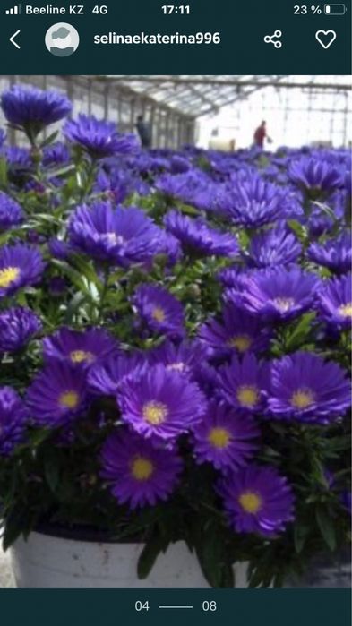 Продам все для сада цветы,ягоду,деревья