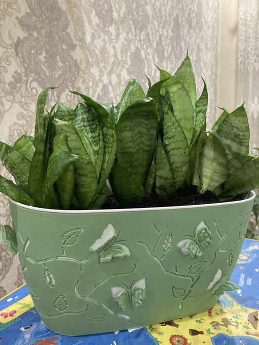Продам  цветок сансевиерия Хана