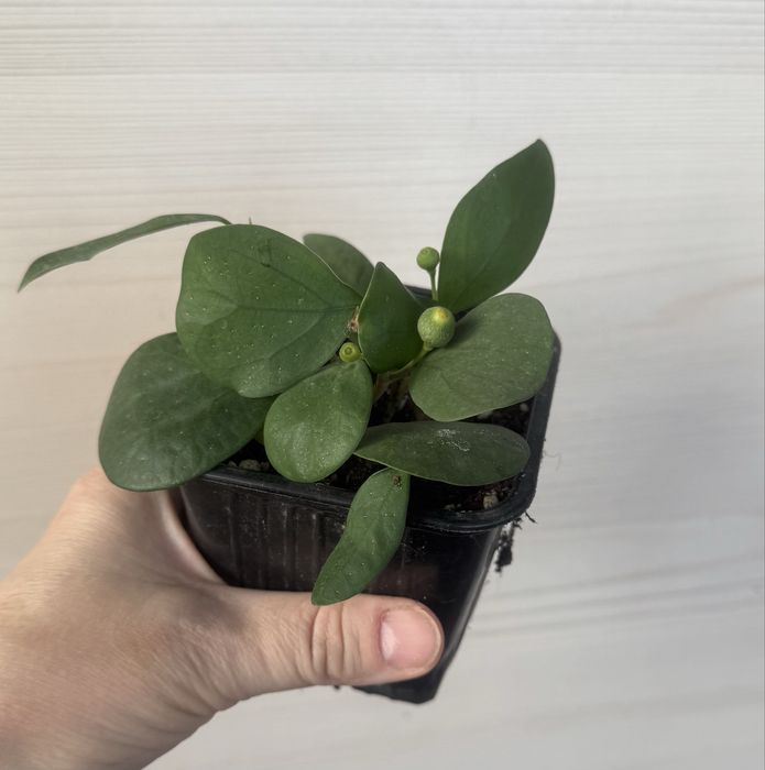 Продам цветы домашние