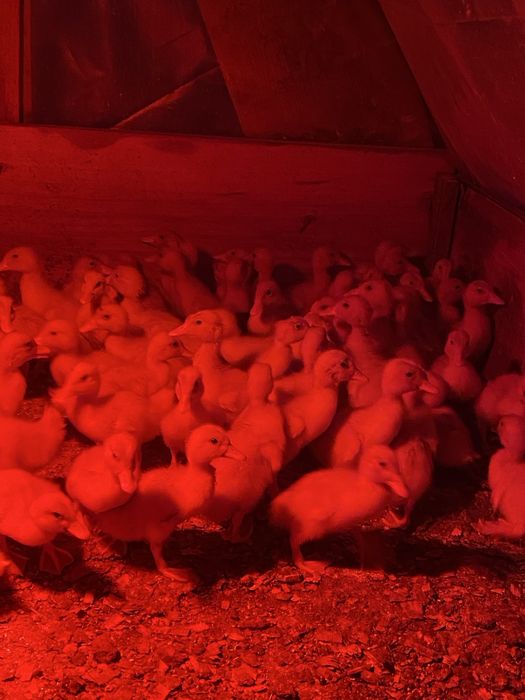 Boboci rata pekin 10 zile