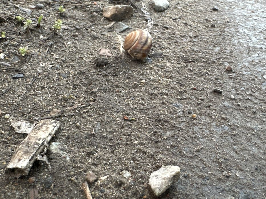 Продадим улиткууууу