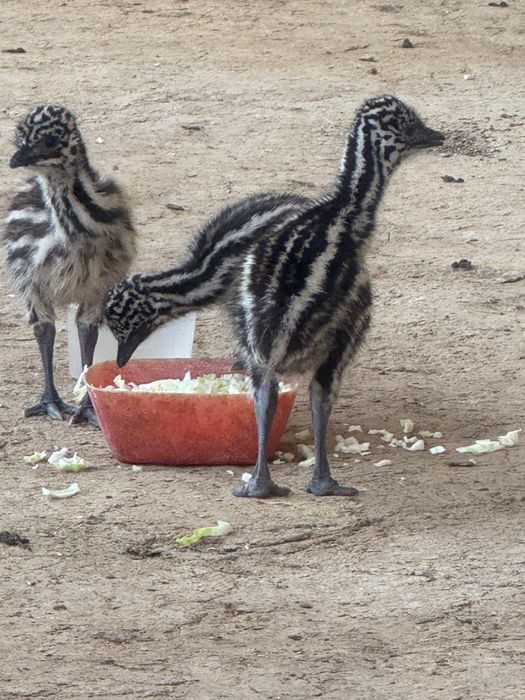Австралиский Эму Страус