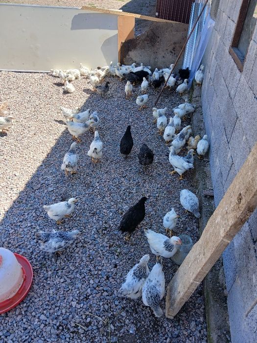 Циплята породы адлер