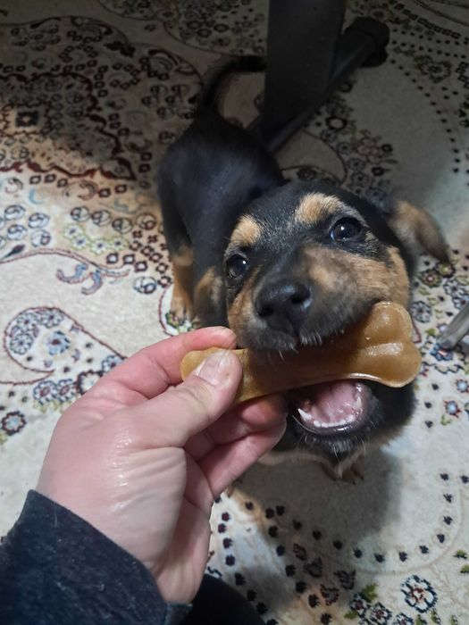 Щенок в хорошие руки