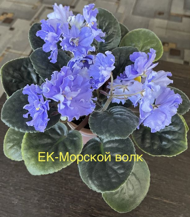 Продам сортовые фиалки