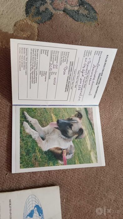 Отдам даром собаку девочку