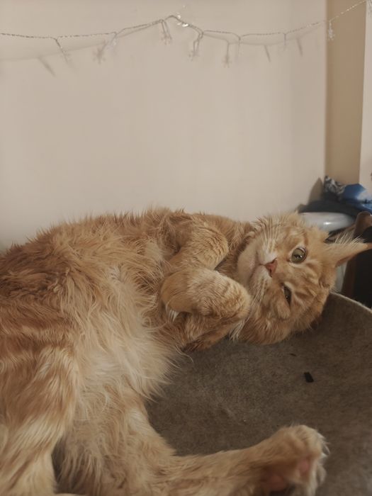 Мейн Кунчики 30 тыс