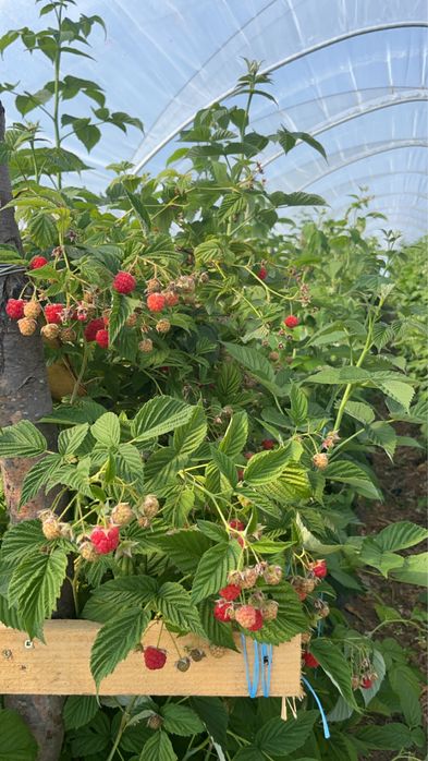 Zmeura proaspata si aromata