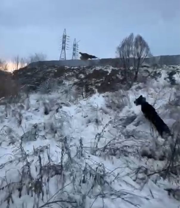 драдхаар  Рабочий