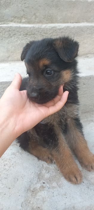 Немецкая овчарка