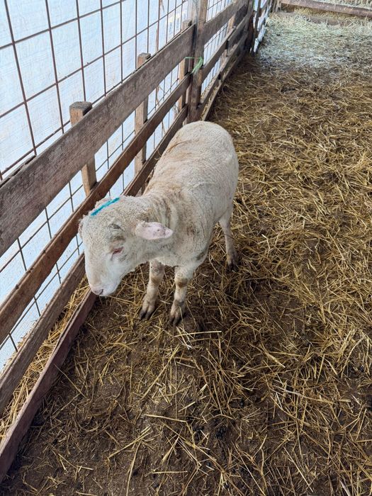 Berbecuți grași pentru tăiat