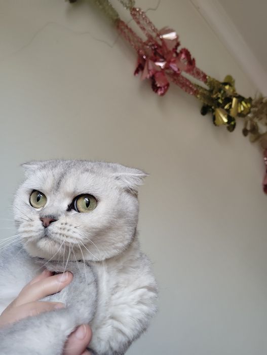 Skotish fold qiz bola mushuk