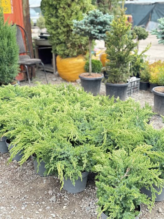 Декоративты елкалар