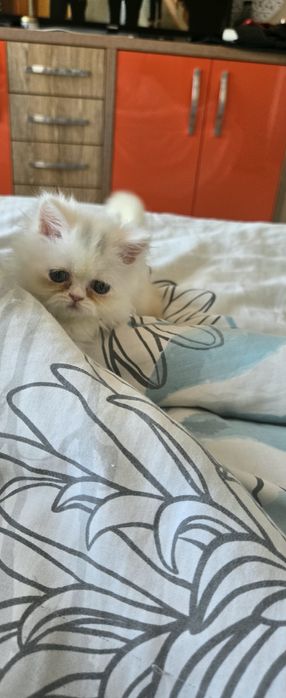 Персийско котенце