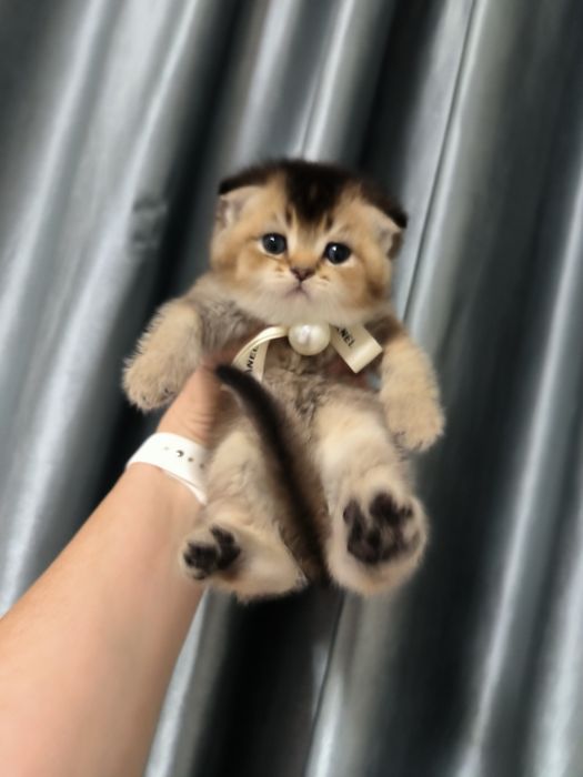 Котята от правильной вязки