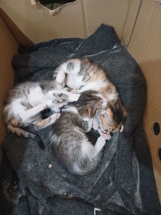 отдам котят в хорошие руки
