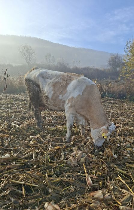 Vând vaca cu lapte