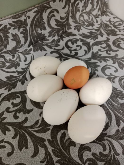 Яйца Гусей свежие