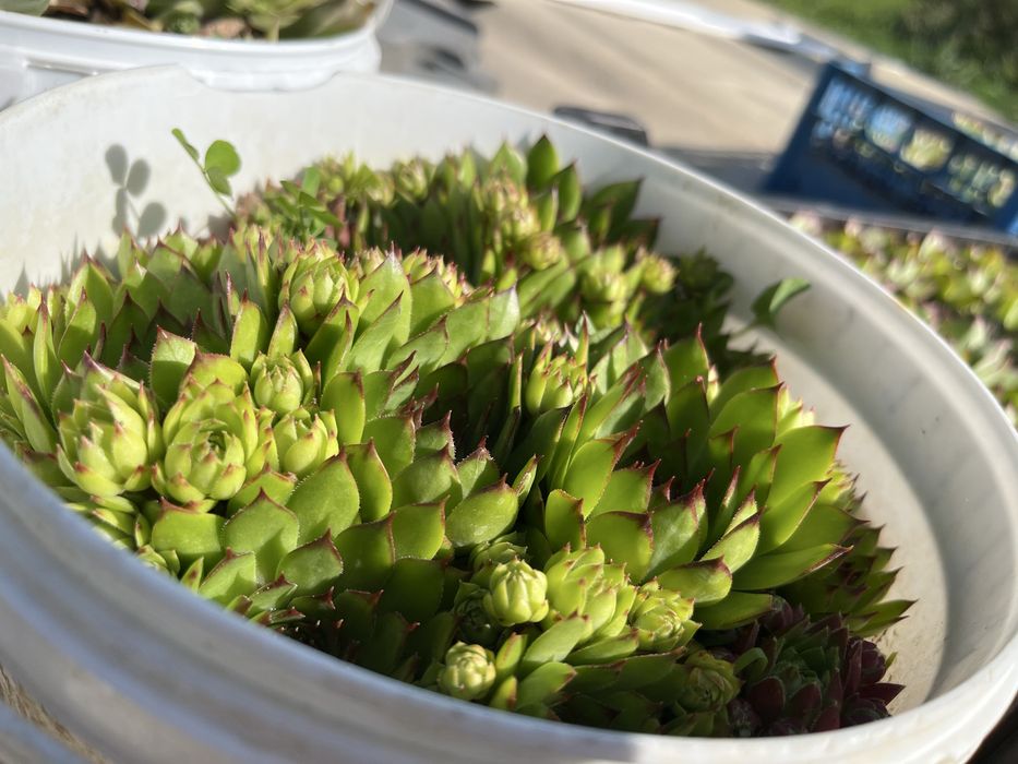 Sempervivum (Suculente)
