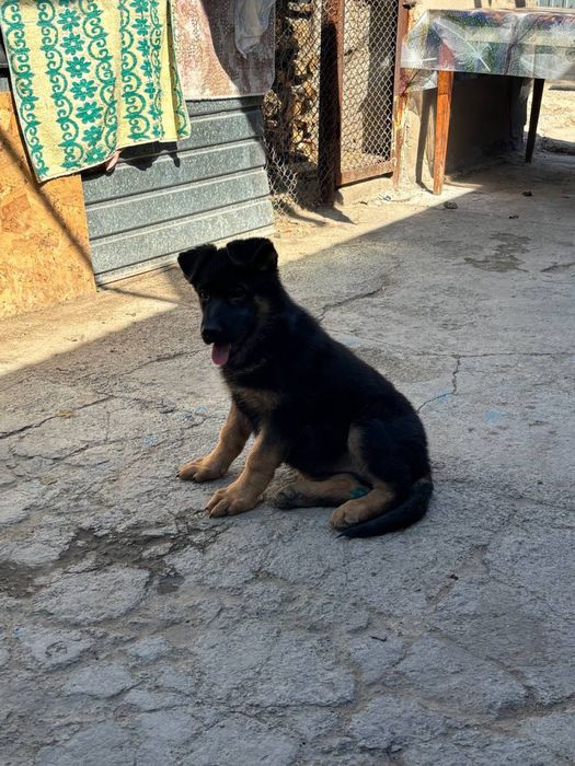 Щенок овчарки девочки