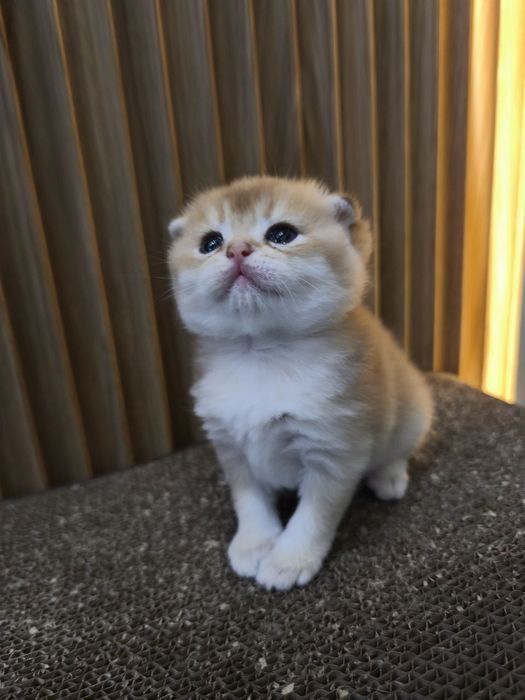 Шикарные котята от правильной вязки NU 12