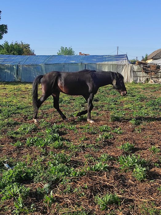 Armasar negru, de 4 ani și 7 luni își caută stapan