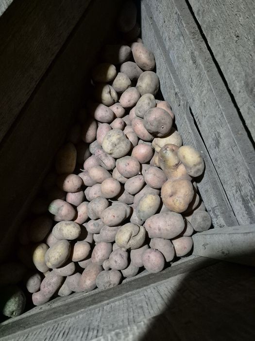 Продам дачный картофель