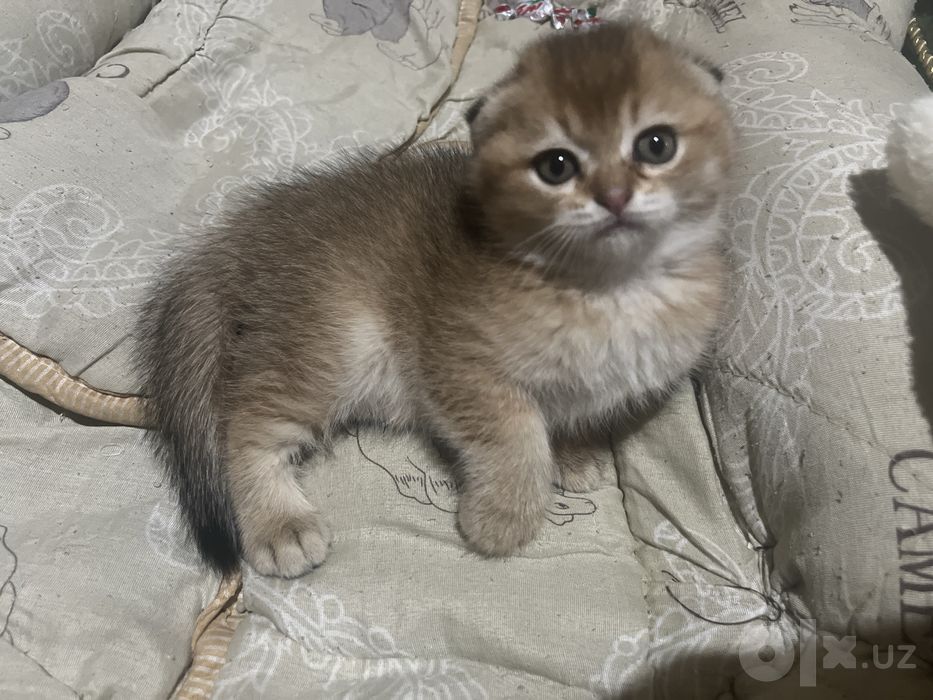 Mushukcha qiz bola