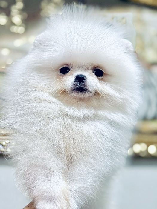 Супер малыши шпицы