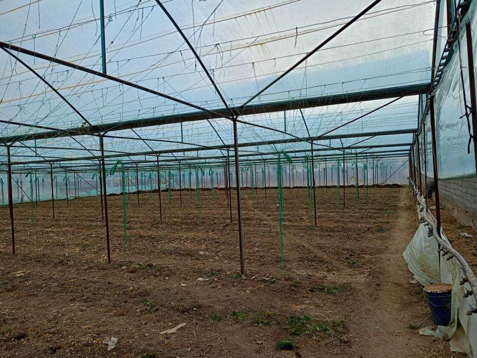 Дайын уй сатылады