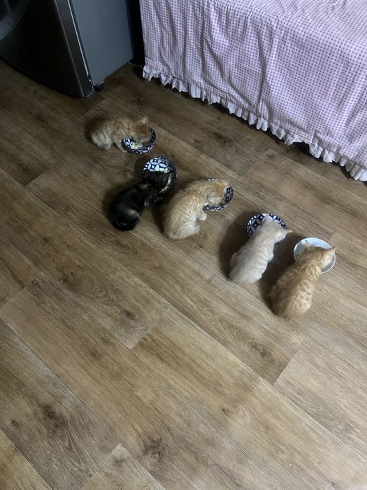 Котята бесплатно в добрые руки