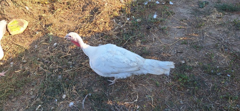 Vând curci albe de la cârcea de anul acesta cu greutatea de 10-12kg