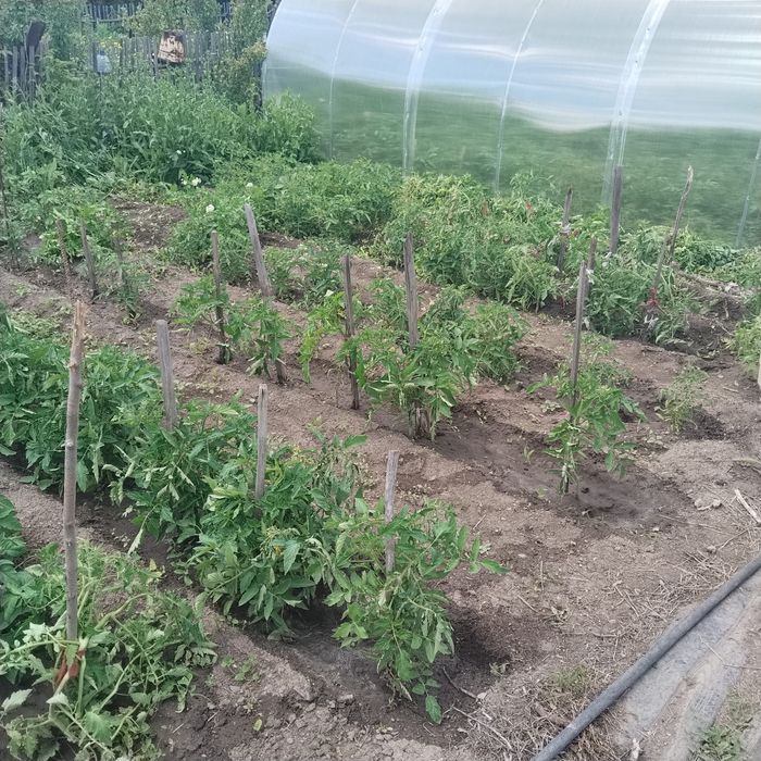 Продам дачу на Черёмушки