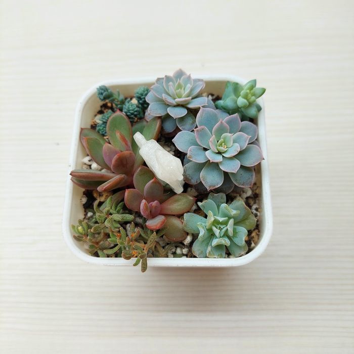 Композиция цветов суккуленты